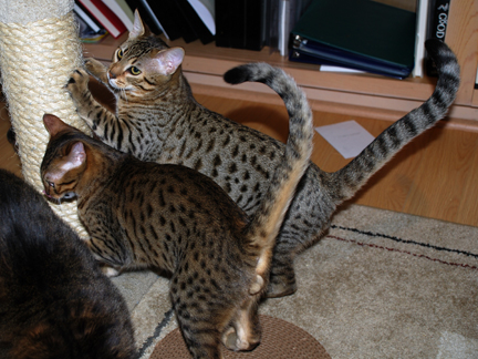 Aar-gee Em's Starzship Trooper and Sun-Moon-N-Starz born May 28,'09.