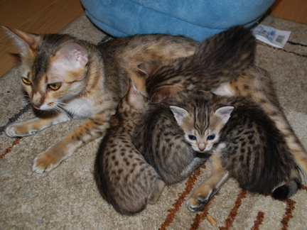 Mauraj's Nebit Thema x GC, RW Aar-gee Em's R'ingo Starz kittens.