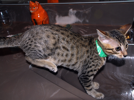 Male. Born May 28,'09.
